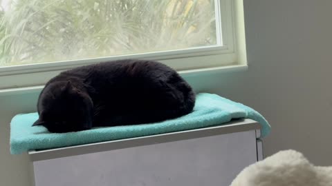 Cute Precious Piper Thinks of Writing a Cookbook - My Adopted Shelter Cat Vlog