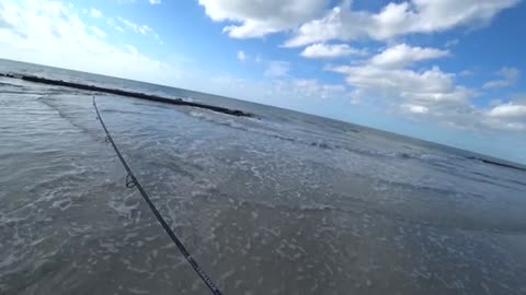 a pesca anche un bel drum fish oltre agli sheepshead pescati tutti con gli shrimp.f270_part7