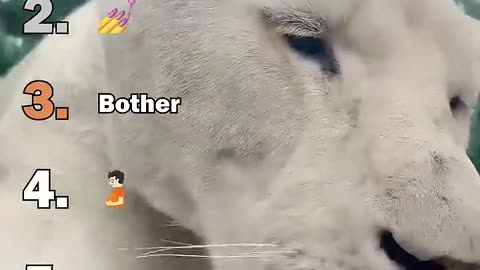 Ranking best big cat housecats moments
