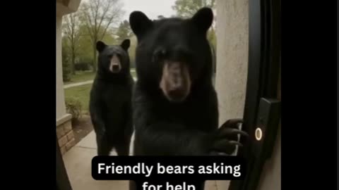Bears do weird things!
