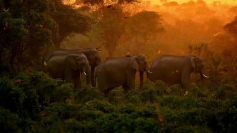 elephants walking through a dense tropical