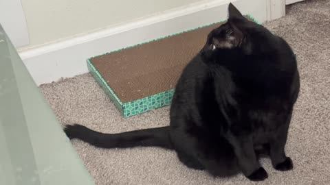 Cute Precious Piper Looks Authoritative in the Office - My Adopted Shelter Cat Vlog