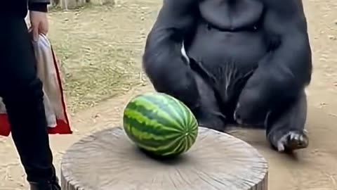Gorilla Can’t Believe This Magic Trick