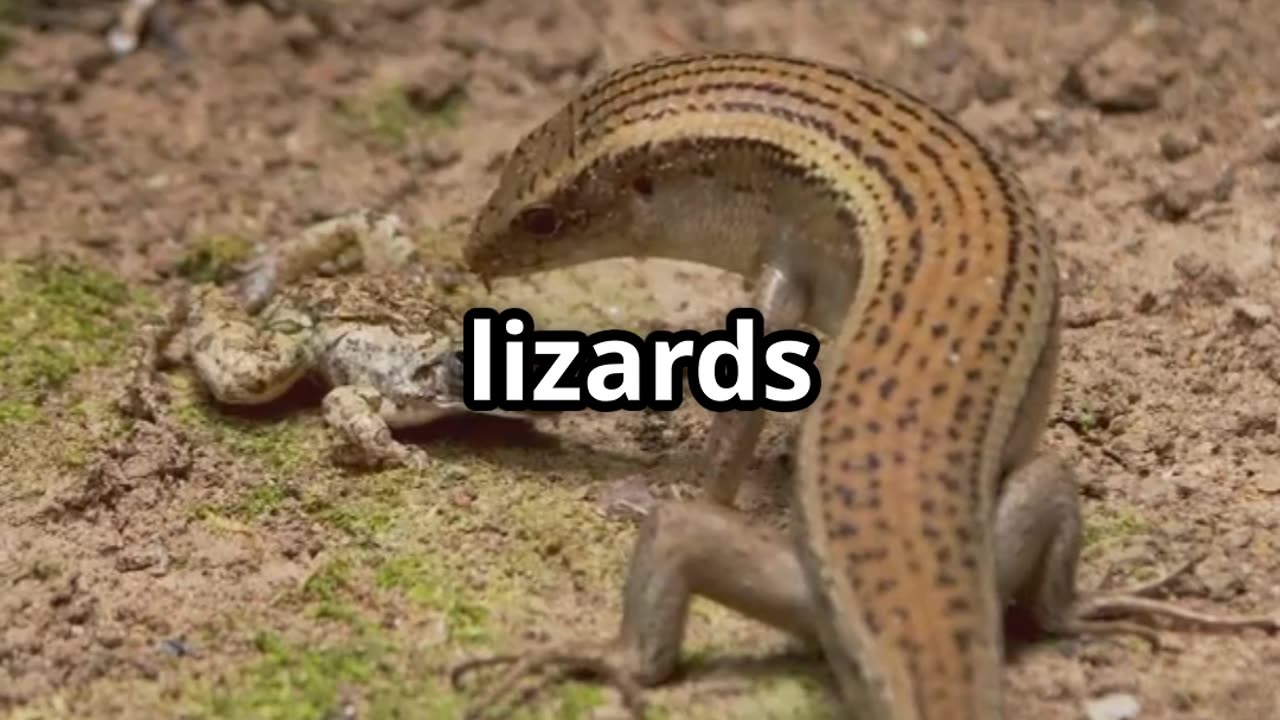 🦎💨 The Amazing Escape Trick of Lizards! 🦎💨