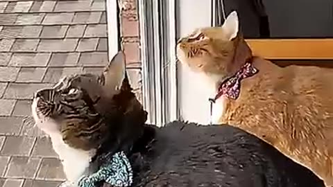 Cats can't be sync ☠️