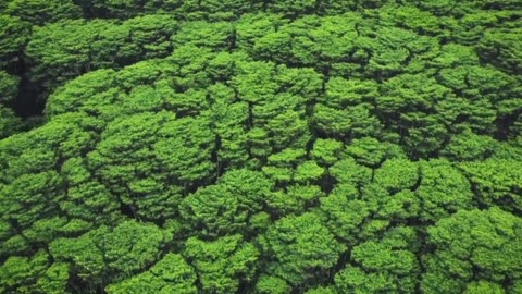 Gentle Indie Melodies & Lofi Flow