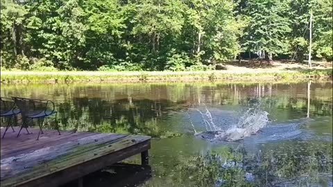 Beautiful Dog Jump - #dockdiving #labradorsinwater #waterworshiper #dogs #funnyanimals #fyp