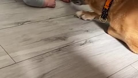 Nervous Dog Gives New Baby a Kiss || ViralHog
