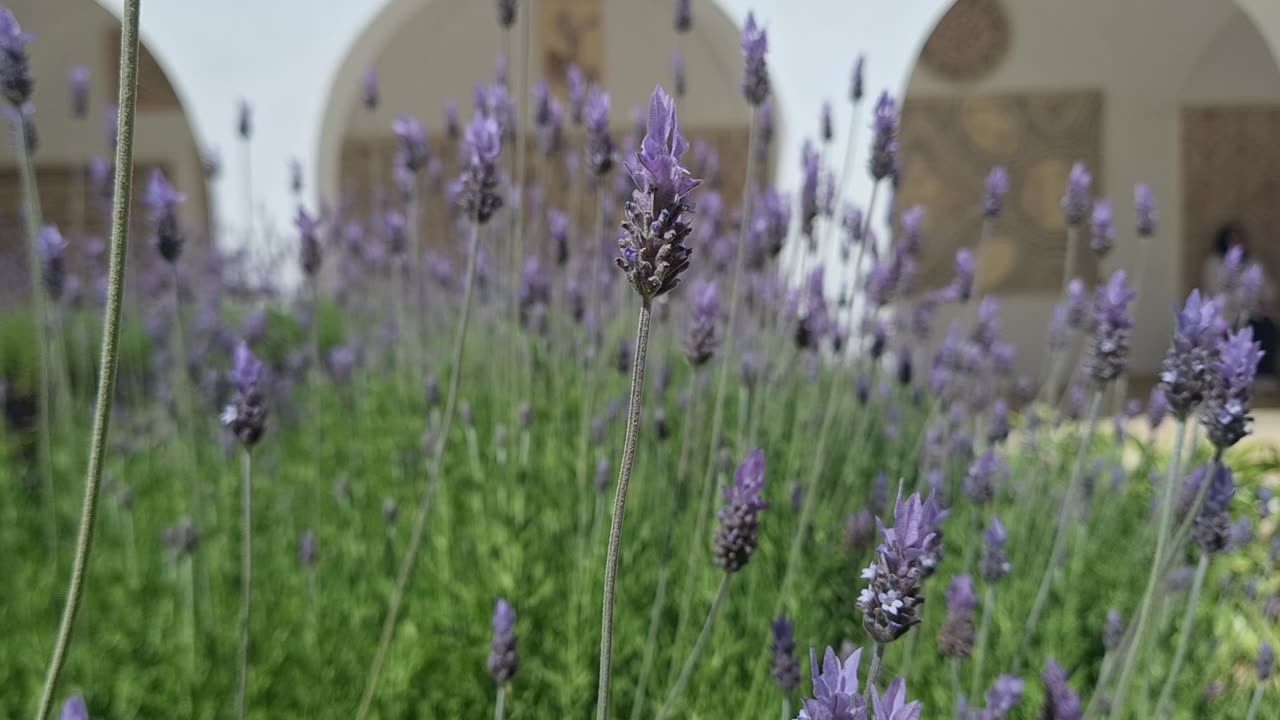 Lavender El Jem