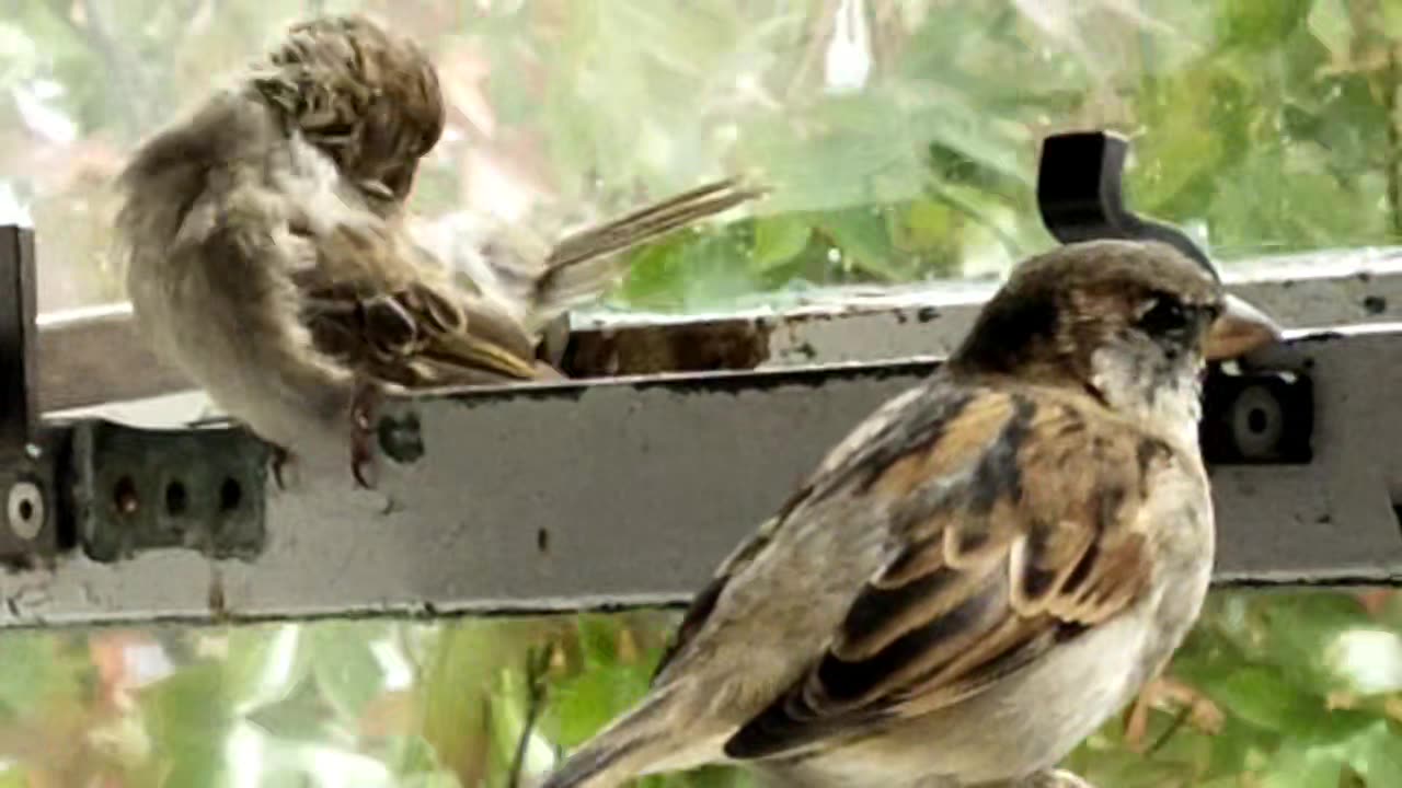 Two Clean Little Sparrows on my hostel window sill in Auckland, New Zealand