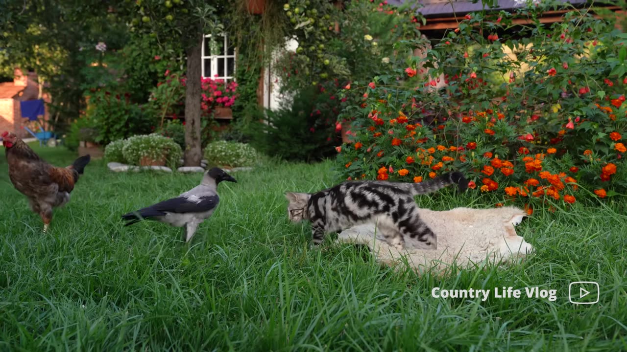 From Garden to Pantry- Tomato Preservation For The Whole Year