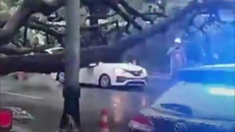 Más de 300 árboles caen durante fuerte temporal en Sao Paulo, Brasil