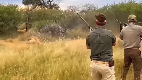 Mail Lion Attack #huntlife