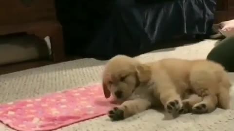 Fun Animals