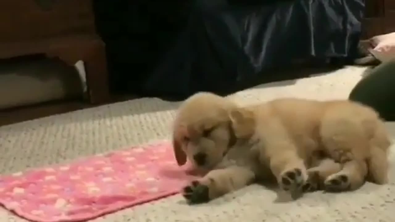 Fun Animals