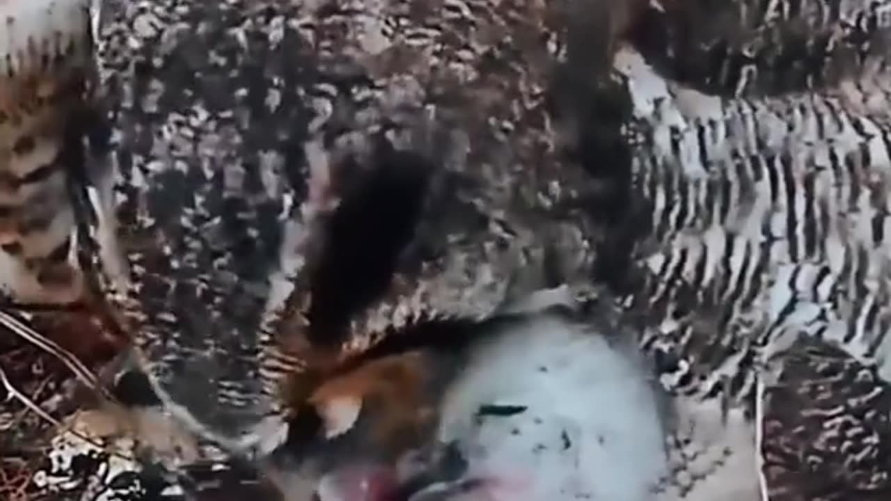 Why an Owl Eats Her Baby | The Shocking Truth Behind Nature’s Dark Instincts