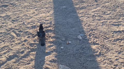 Aπελευθερωμένο περιστέρι από νήματα Χρειάστηκε ημισεια ώρα να λειτουργήσει!