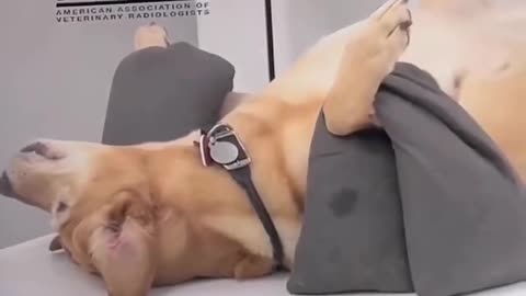 🐶🚨 Dogs Should Teach Safety Courses! | FunFM