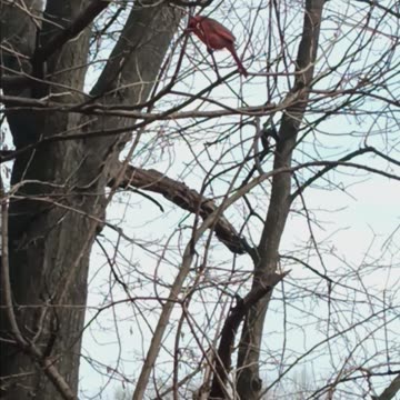 Northern cardinal