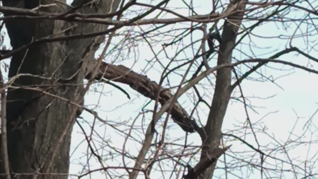 Northern cardinal