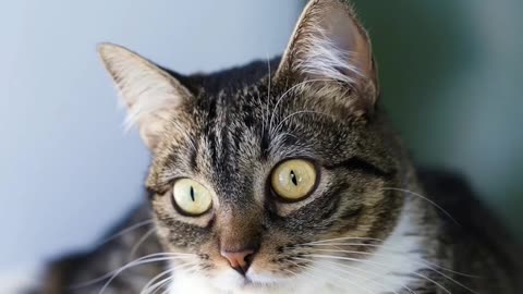 A Brown and White Cat with Big Eyes