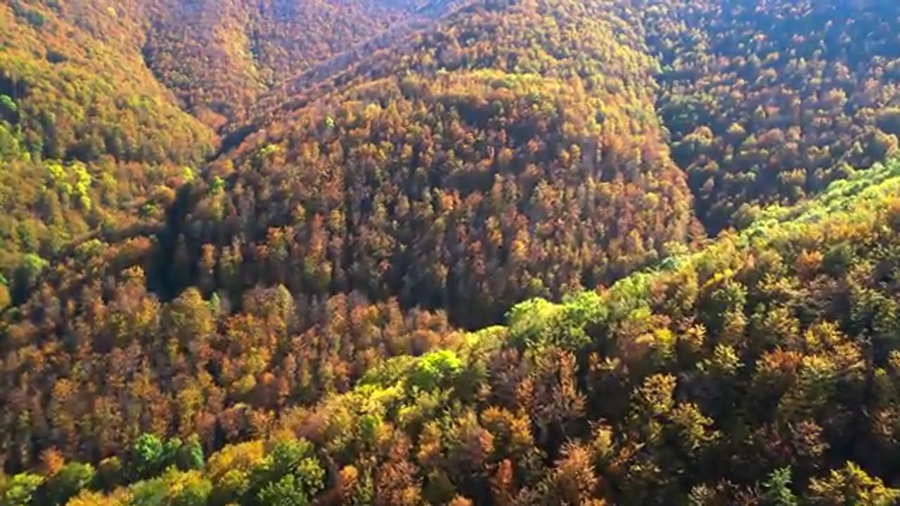 amazing earth relaxing video/petflixandchill