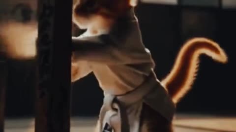Cute Cat Becomes Kung Fu Master