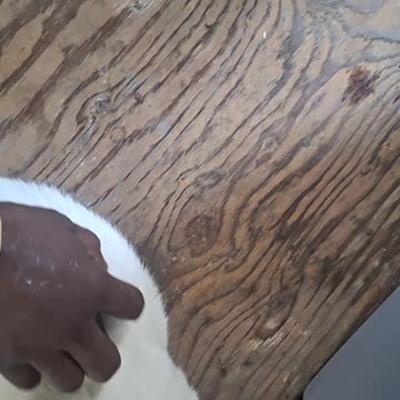 Rescuing this blue eyed and yellow eyed homeless kitty