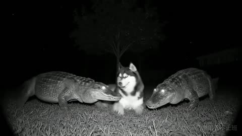 AI Animals
