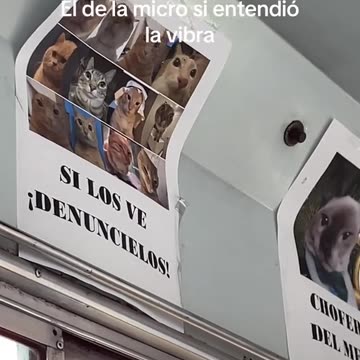 #gatos #michi #cat #micro #transporte #vibra #fyp #parati