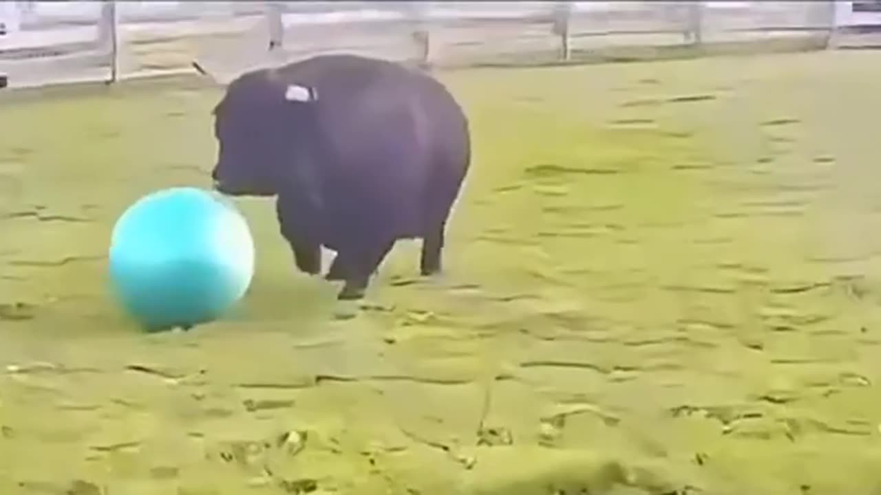 Everyone loves playing ball