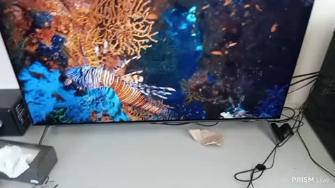 Todd Thundercock: AORUS FO48U OLED 48" Monitor Review - First Day.