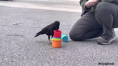 Funniest Animals