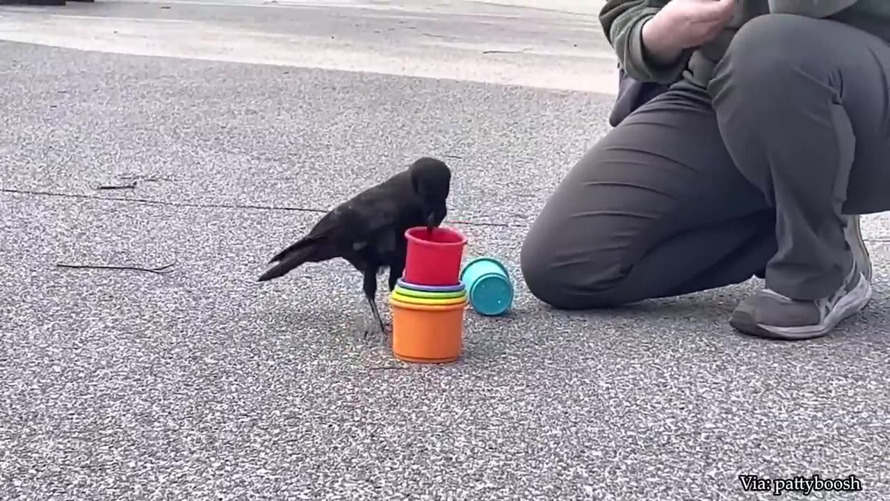 Funniest Animals