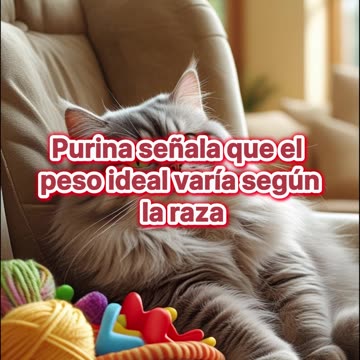 ¿Cuánto debe pesar tu gato según su edad?.