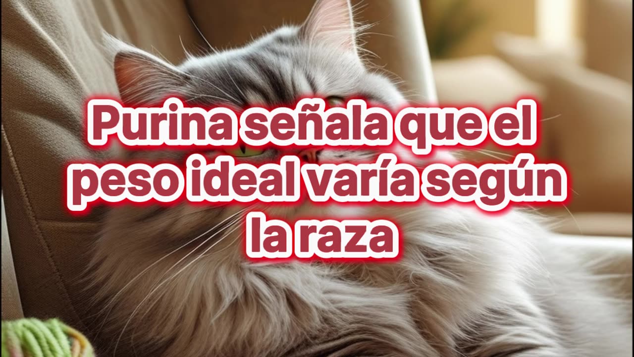 ¿Cuánto debe pesar tu gato según su edad?.
