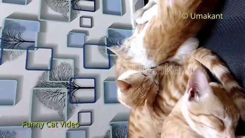 Funny Cats 155-Four Cats Sleeping On Each Other