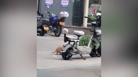 Best Funny Animal Videos – Dogs & Cats That Will Make You Laugh!😹🐶#cat #dog #animals