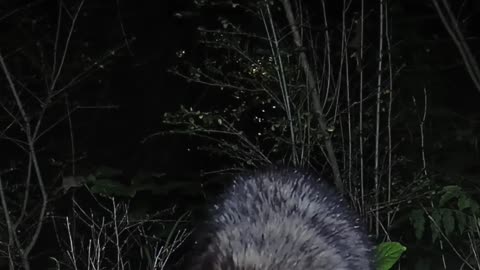 Raccoon finding snacks