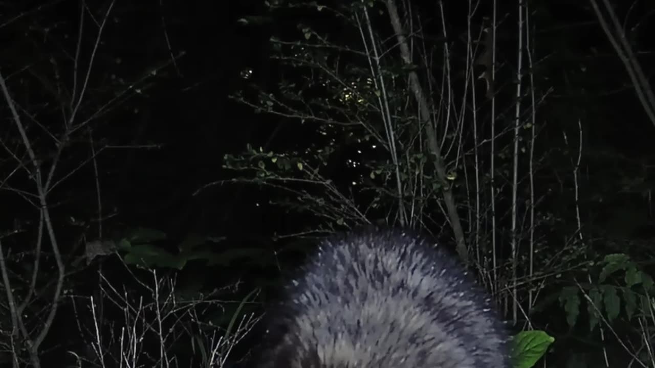 Raccoon finding snacks