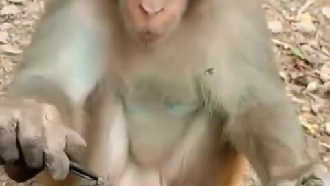 Funny Animals Videos, Funny Animals