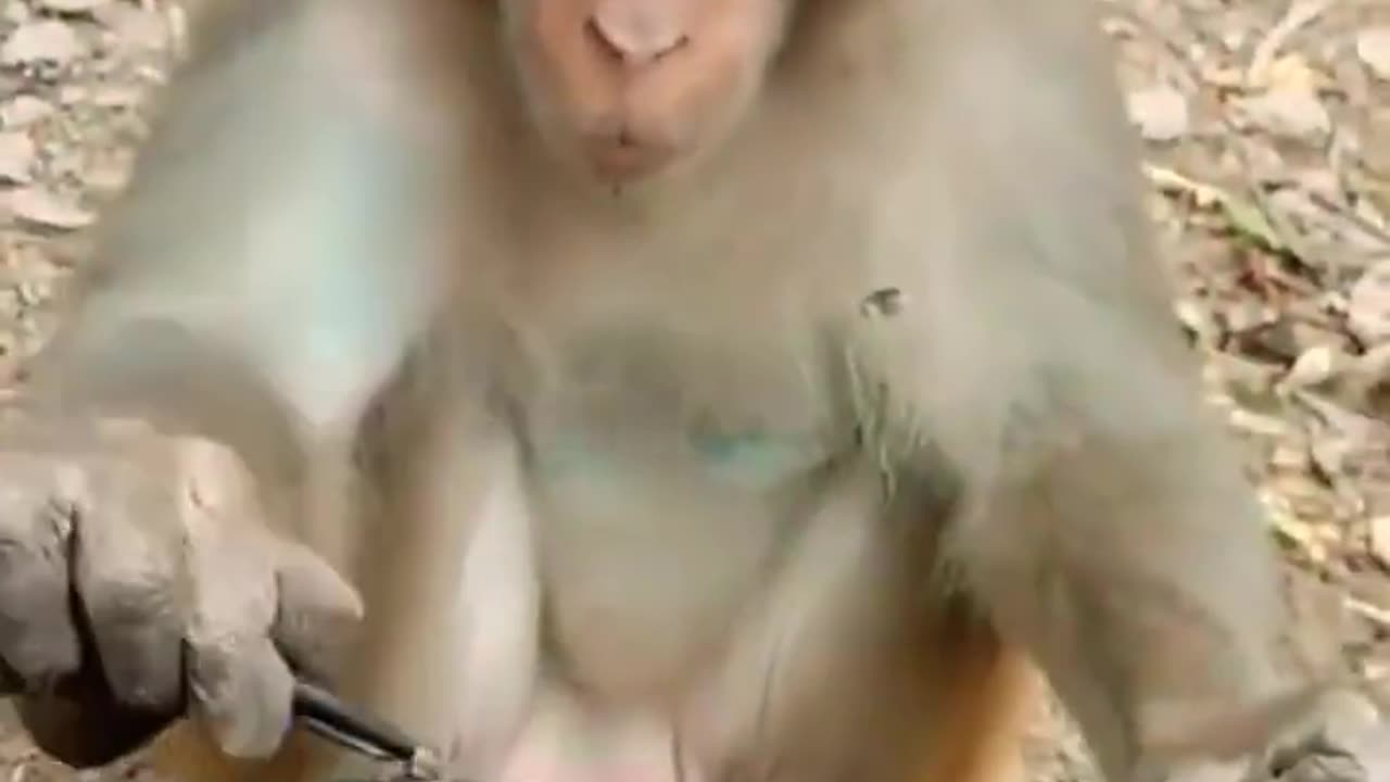 Funny Animals Videos, Funny Animals