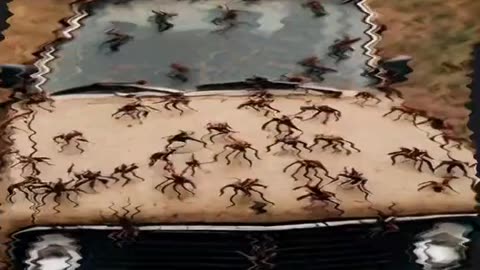 Milhares de aranhas