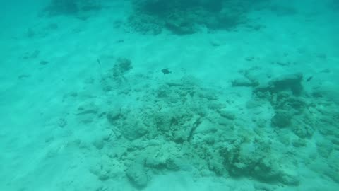 Spotted: Turtle While Snorkeling in St John, USVI