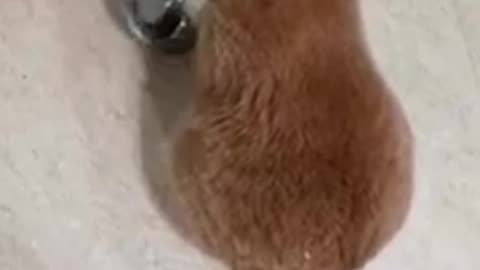 Angry Cat Asking For Food, Banging Bowl _ FUNNY CAT VIDEOS
