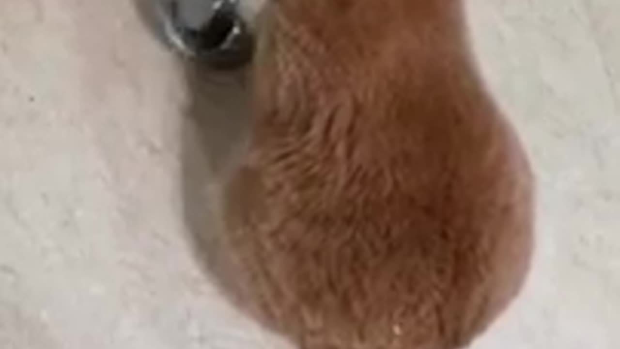 Angry Cat Asking For Food, Banging Bowl _ FUNNY CAT VIDEOS