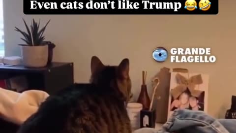 😆😆😆