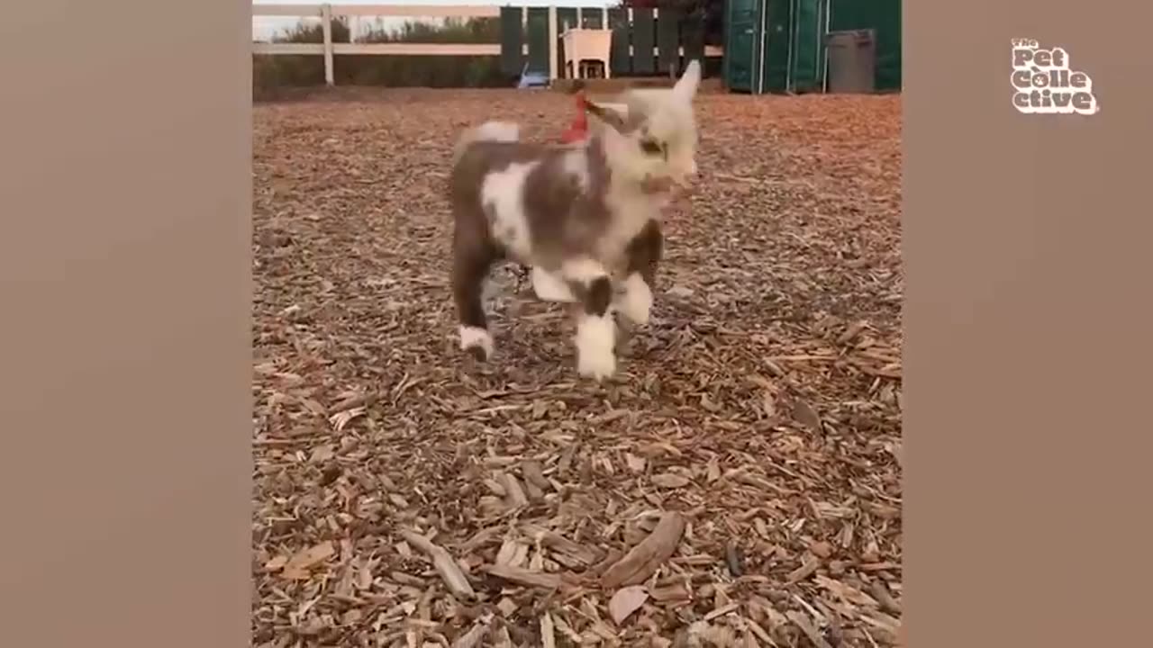 These Cats and Dogs are Hilarious!