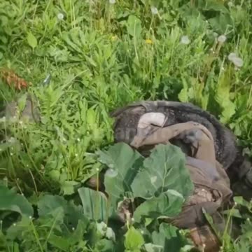 More dead Ukrainian soldiers that Zelensky refuses to accept