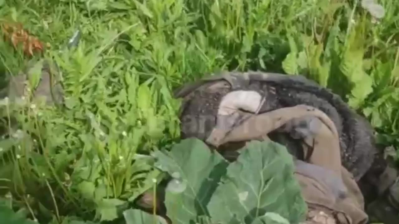 More dead Ukrainian soldiers that Zelensky refuses to accept